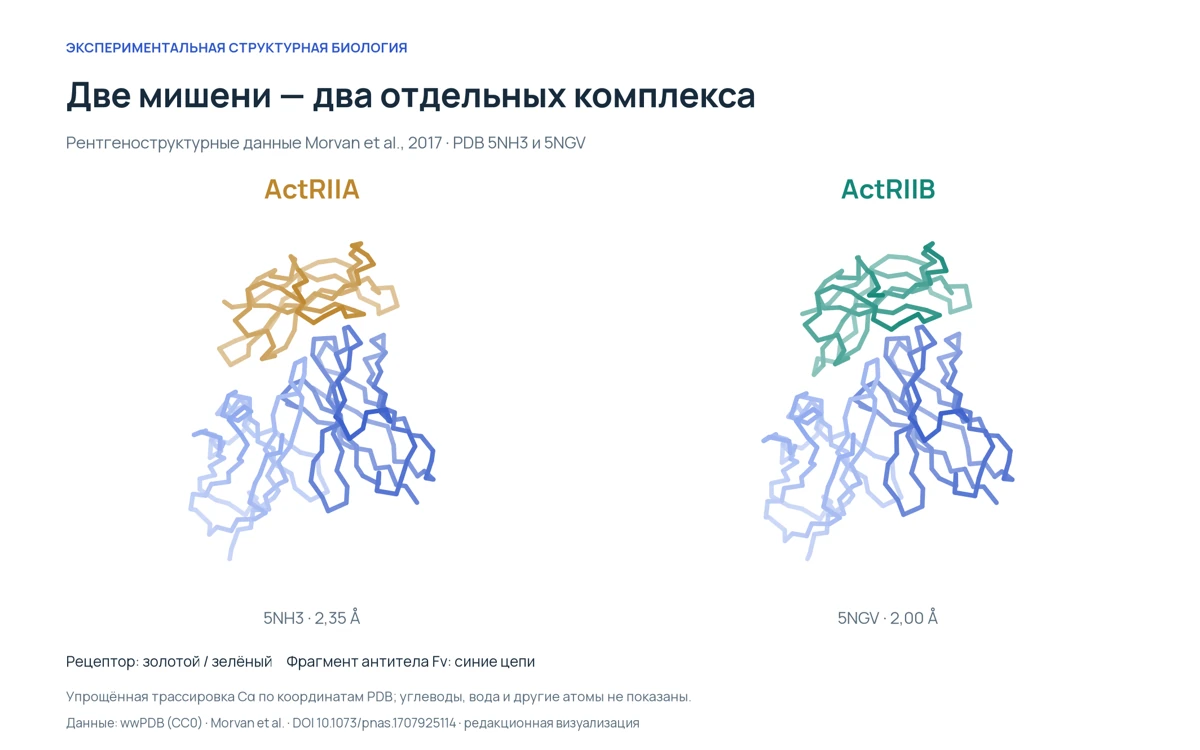 Визуализация экспериментальных комплексов PDB 5NH3 и 5NGV: золотой ActRIIA и зелёный ActRIIB контактируют с синими цепями Fv-фрагмента бимагрумаба.